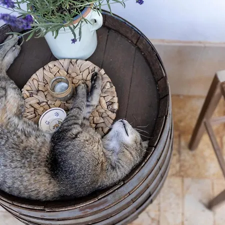 Mamma Grazia 住宿加早餐酒店 圣维托诺曼