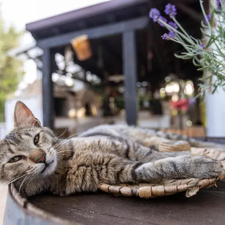 Mamma Grazia 住宿加早餐酒店