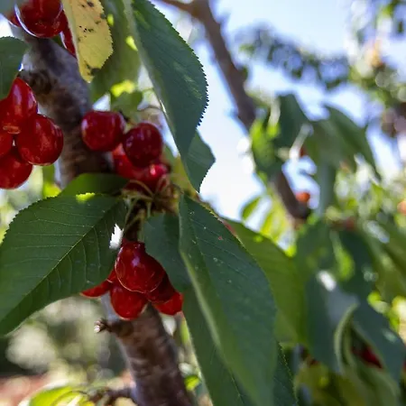 住宿加早餐酒店 Mamma Grazia