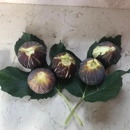 Mamma Grazia 圣维托诺曼