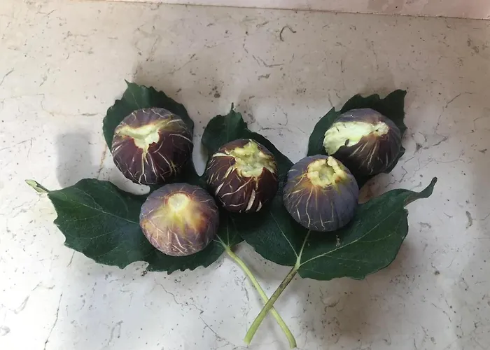 Mamma Grazia 圣维托诺曼